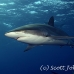 shark_silky_far_jar_h_0172_cub1451.jpg